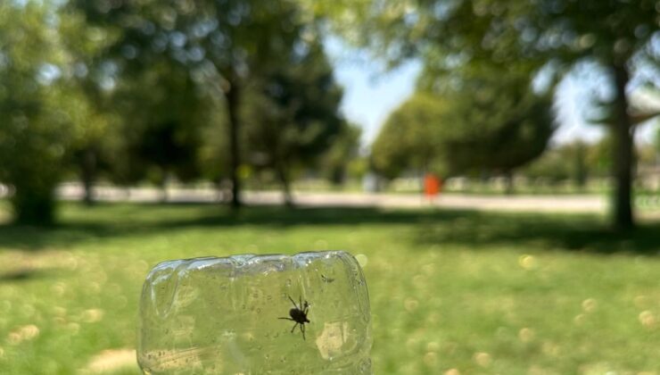 Adıyaman’da Karaali Parkı’nda Korkutan Kene Görüntülendi
